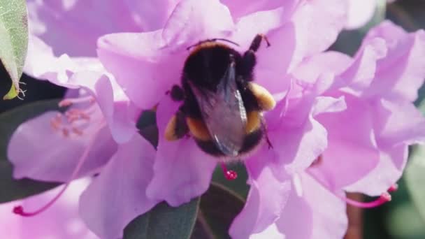 Μια Μέλισσα Ένα Ζωηρό Ροζ Λουλούδι — Αρχείο Βίντεο