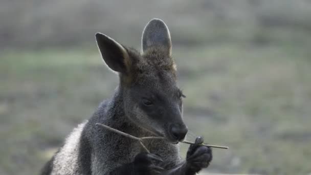 Gri Kanguru Odun Çiğniyor — Stok video