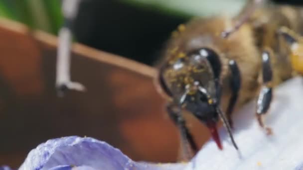 Canlı Bir Çiçekte Döllenen Bir Arı — Stok video