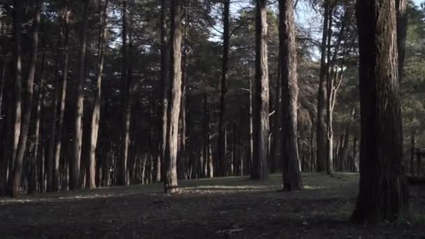 Malebný Pohled Les Hustých Stromů Pod Modrou Oblohou Slunečného Dne — Stock video
