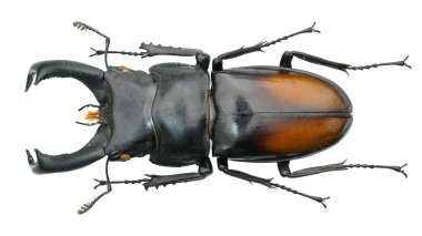 Böcek koleksiyonu. Beyaz arka planda izole edilmiş. Makro lens tarafından çekilmiş.
