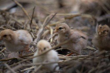 Beautiful portrait of cute baby chicks.
