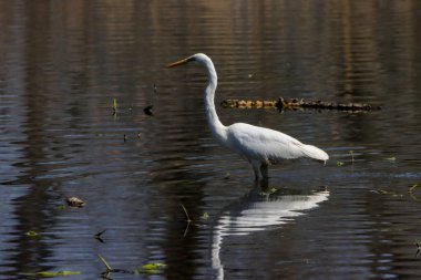 Sazlıklara yakın bir gölde büyük bir balıkçıl (Ardea alba)