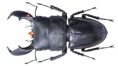 Böcek koleksiyonu. Beyaz arka planda izole edilmiş. Makro lens tarafından çekilmiş.