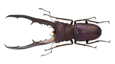 Böcek koleksiyonu. Beyaz arka planda izole edilmiş. Makro lens tarafından çekilmiş.