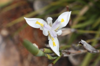 Yaz tarlasında büyüyen beyaz iris çiçeği 