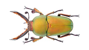 Böcek koleksiyonu. Beyaz arka planda izole edilmiş. Makro lens tarafından çekilmiş.