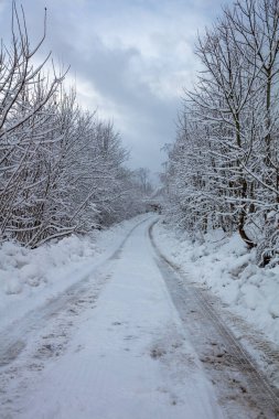 Karla kaplı orman yolu karla kaplı çalılar ve ağaçlarla çevrili.