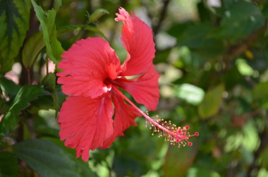 Bahçede büyüyen pembe bir amberin yakın plan çekimi.