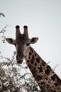 Güney Afrika 'da bir ağacın yapraklarını yiyen bir zürafanın dikey görüntüsü.