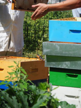 Arı yetiştiricisi arılarla ve arı kovanlarıyla çalışıyor. Arıcılık konsepti. Arı yetiştiricisi arıda bal arıcısı hasat ediyor..