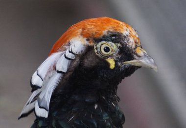 Leydi Amherst 'in altın sülün haçına yakın çekim..