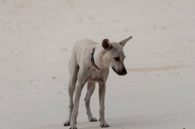 Bir köpeğin kumun üzerinde dikilirken çekilmiş yakın plan fotoğrafı.