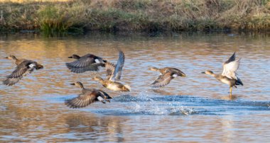 Sakin suyun üzerinde uçan ördekler