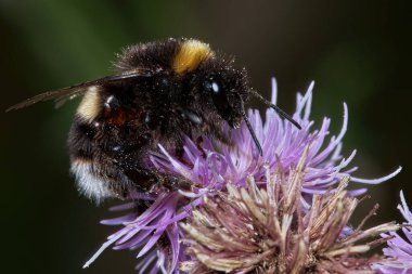 Arı mor çiçekten nektar topluyor