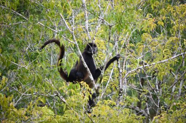 Ağaçtaki şirin bir maymunun güzel bir fotoğrafı.