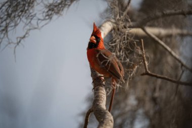 Ağaç dalına tünemiş Kardinal kuşunun seçici odak noktası