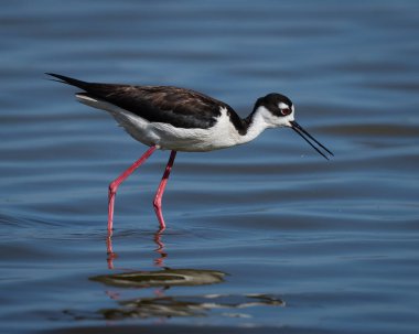Güneş ışığı altında siyah kanatlı stilt yakın çekim çekim
