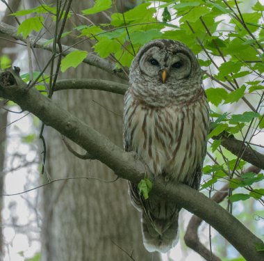 Bulanık bir arka planda, ağaçta duran benekli bir baykuş.
