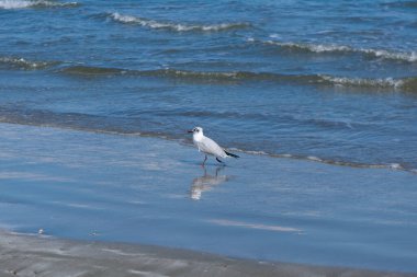 Güneşli bir günde kumsaldaki güzel martı manzarası