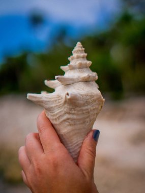 Bulanık bir arkaplanda koca bir deniz kabuğunu tutan birinin dikey yakın çekimi.