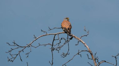 Mavi berrak gökyüzüne karşı yaygın bir kerkenez (falco tinnunculus)