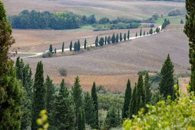 İtalya 'da selvi ağaçları olan Toskana yolları.