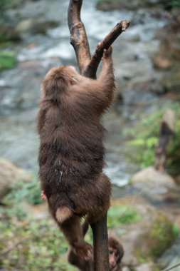 Ormandaki bir ağaç dalına tırmanan sevimli bir maymunun dikey yakın çekimi.