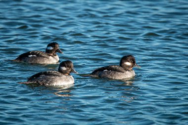 Mavi suda yüzen üç ördek