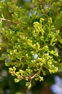 Çiçekli üzümün seçici odak noktası.