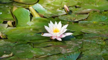 Beyaz su zambağı gölette çiçek açıyor.