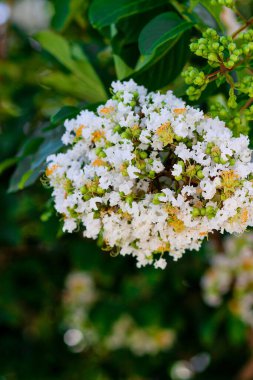 Kırık mersin ağacının beyaz çiçekleri