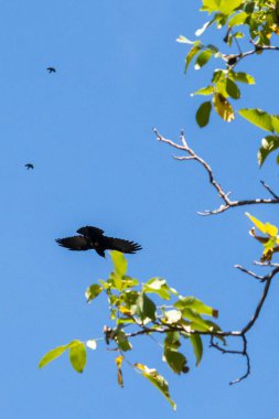 Gökyüzünde uçan bir dağ sıçanı.