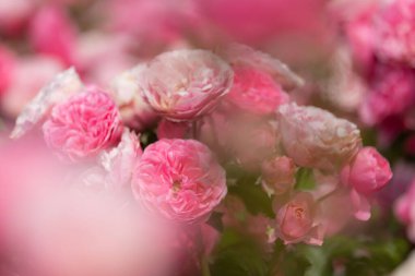 Pembe güller güneşte çiçek açıyor. Önü ve arkası bulanık.