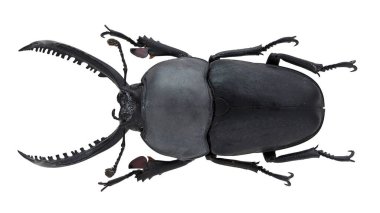 Böcek koleksiyonu. Beyaz arka planda izole edilmiş. Makro lens tarafından çekilmiş.