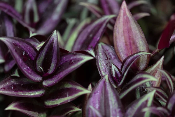 Beautiful purple plant in Hong Kong Park, China