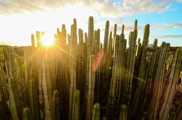 Calme Cactus Desert Coucher Soleil Tenerife Canaries — Photo