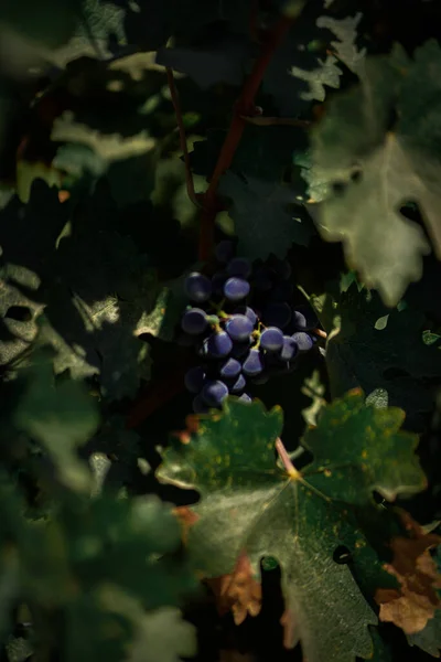 Вертикальный Неглубокий Снимок Винограда Прячущегося Зеленых Листьях — стоковое фото