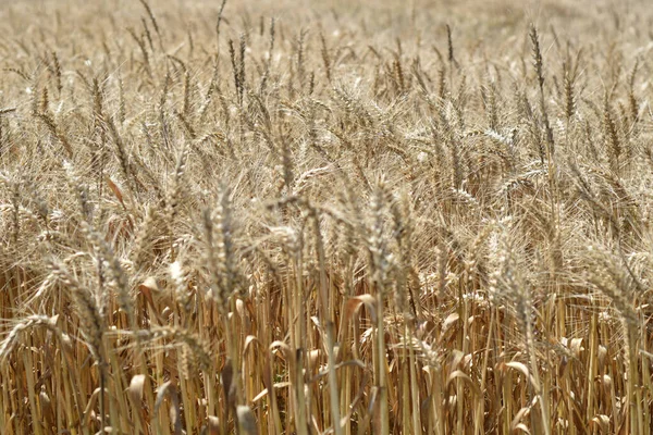 Крупный План Золотой Пшеницы Поле — стоковое фото