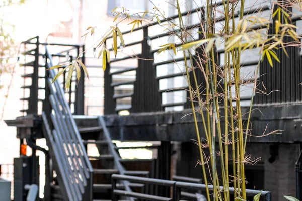 Primer Plano Una Planta Árbol Con Escalera Borrosa Fondo —  Fotos de Stock