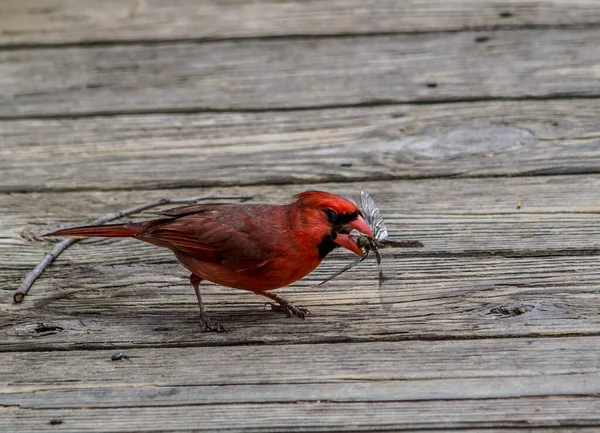 Eine Nahaufnahme Eines Nördlichen Kardinalvogels Fängt Eine Libelle — Stockfoto