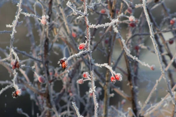 Twigs Met Rode Bevroren Bessen Onder Het Zonlicht Winter — Stockfoto