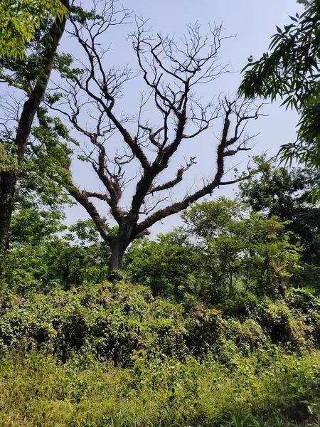 Tiro Vertical Árvores Jardim Botânico Kolkata Dia Ensolarado — Fotografia de Stock