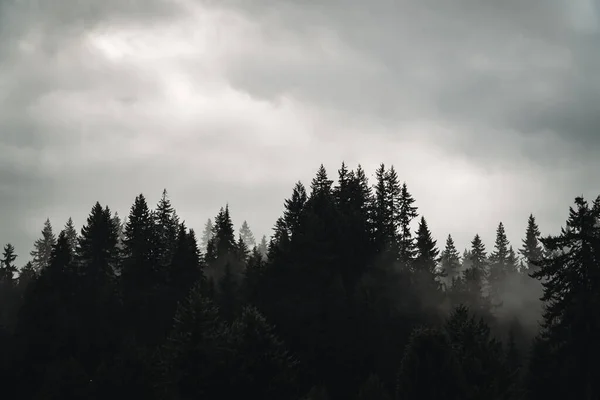 Sisli Bir Günde Orman Ağaçlarının Gri Ölçekli Görüntüsü — Stok fotoğraf