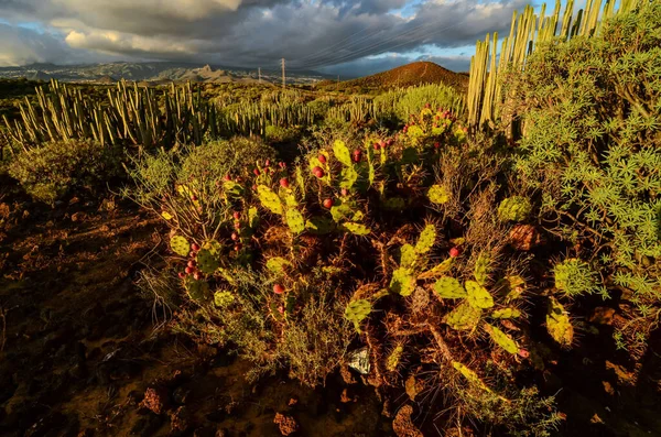 Tenerife Kanarya Adası Nda Sakin Kaktüs Çöl Günbatımı — Stok fotoğraf