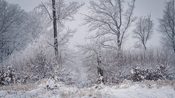 Uma Vista Panorâmica Árvores Sem Folhas Arbustos Cobertos Neve Inverno — Fotografia de Stock