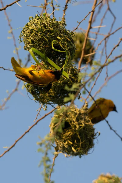Vertikální Záběr Žlutého Ptáka Serengeti Tanzanii — Stock fotografie