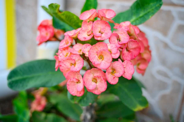 Closeup Pink Euphorbia Flowers Growing Green Leaves — Stock Photo, Image