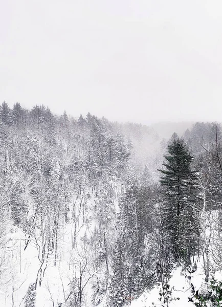 ミシガン州の森の中の垂直雪の冬の風景 — ストック写真