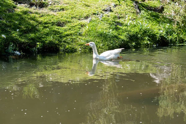 Eine Weiße Gans Schwimmt Einem Grünen See — Stockfoto